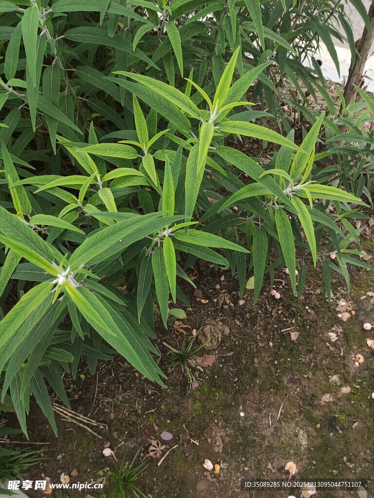 翠绿植物特写