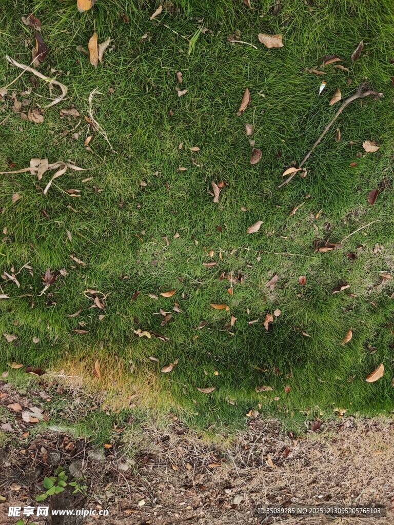 地面上的绿草与落叶