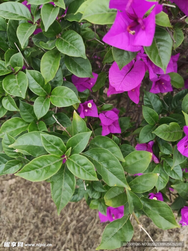 绽放的紫色三角梅