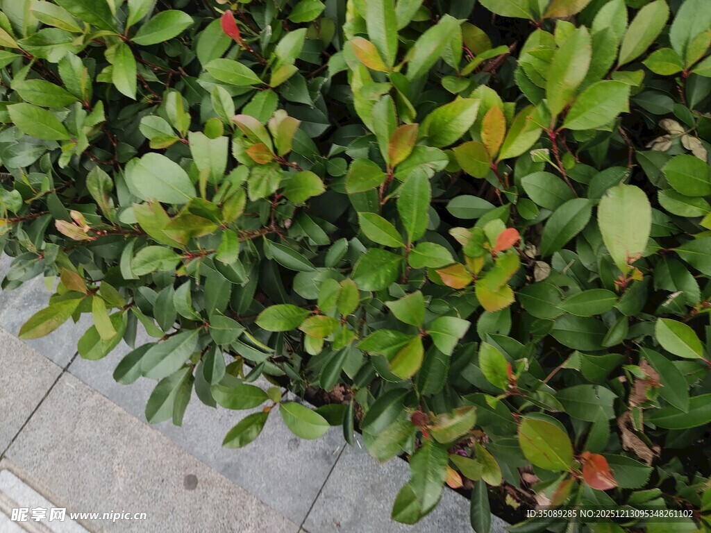 绿叶繁茂的灌木植物