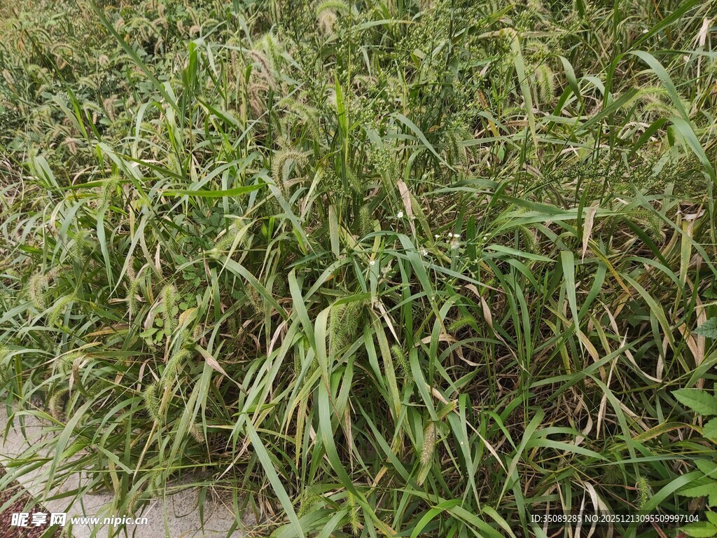 茂密的绿色草丛