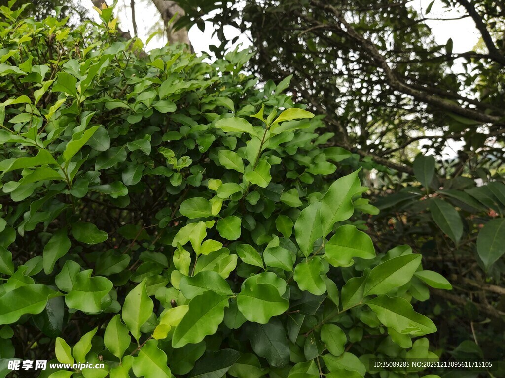 繁茂绿植景观