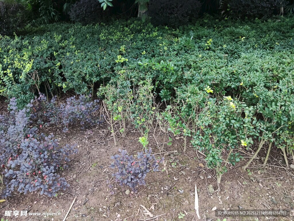 花园中的绿植与紫色植物