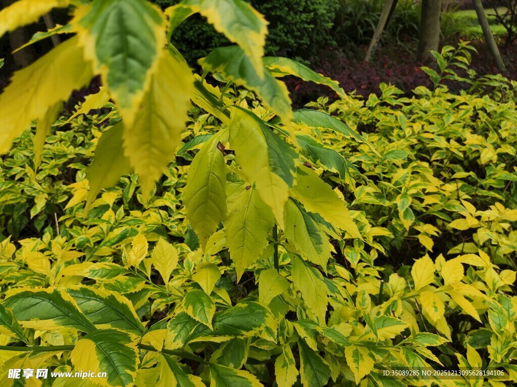 黄绿相间的繁茂植物
