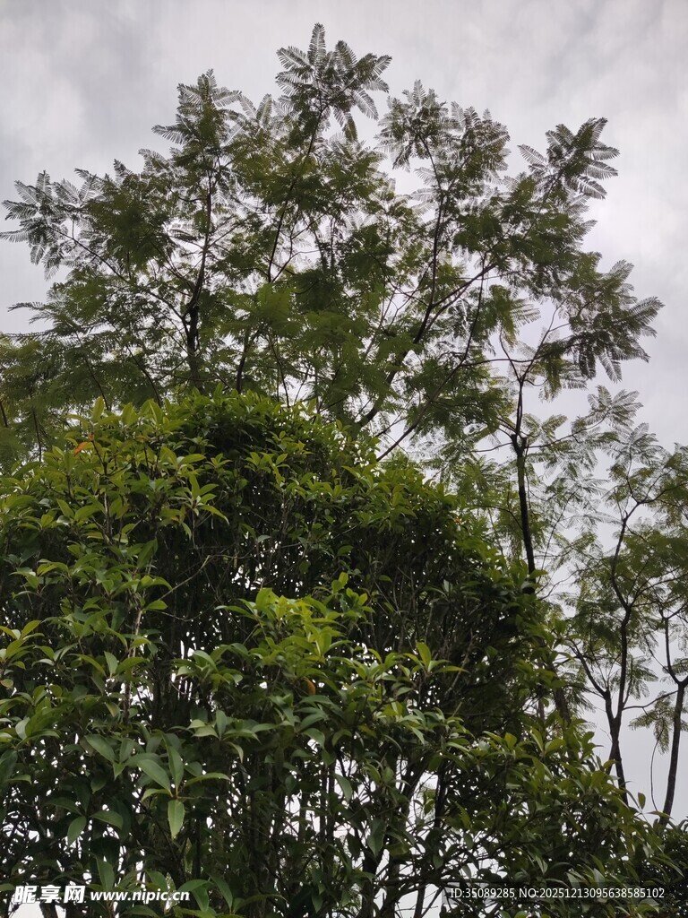 茂密树林中的高大树木