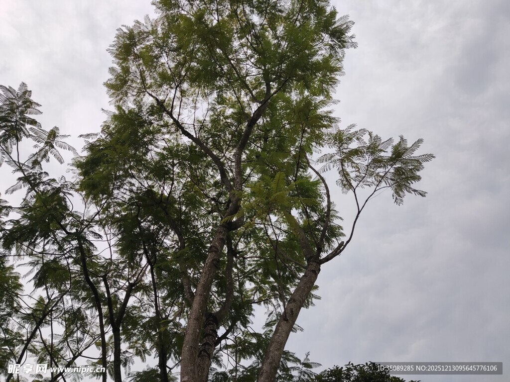 仰视下的繁茂绿树