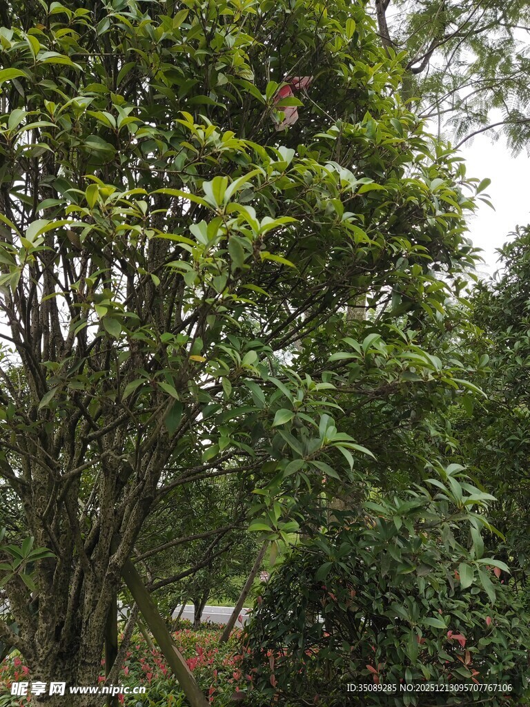 繁茂绿树展现自然生机