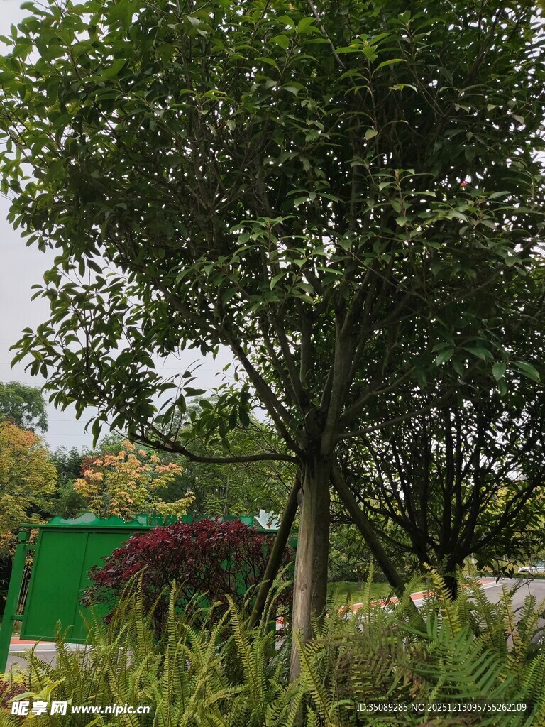 绿意盎然的园林树木景观