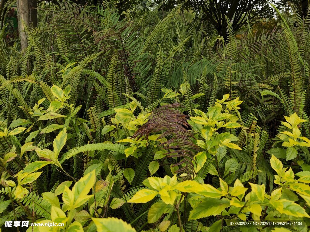 绿叶繁茂的自然植物景观