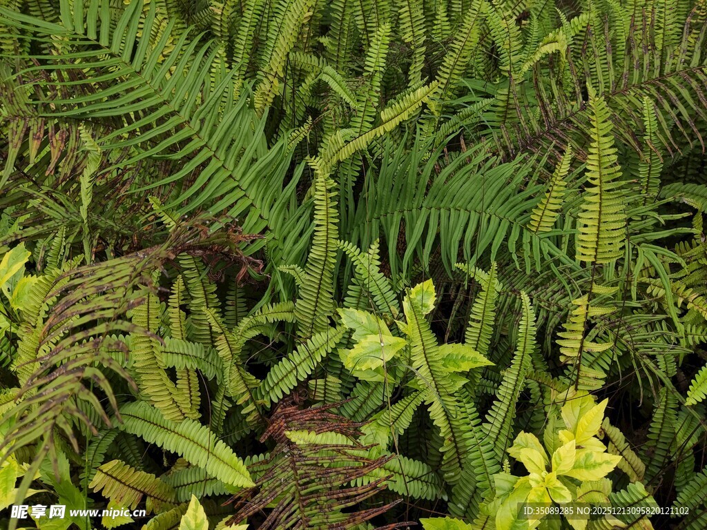 翠绿蕨类植物生机盎然
