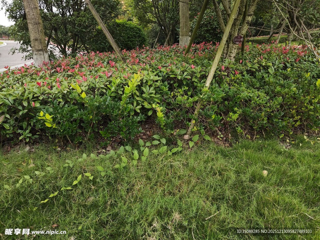 绿意盎然的户外植物景观