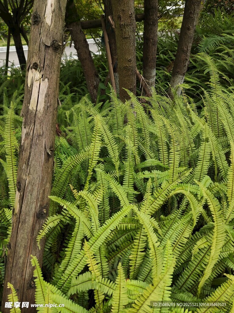 翠绿斑斓的林下植物景观