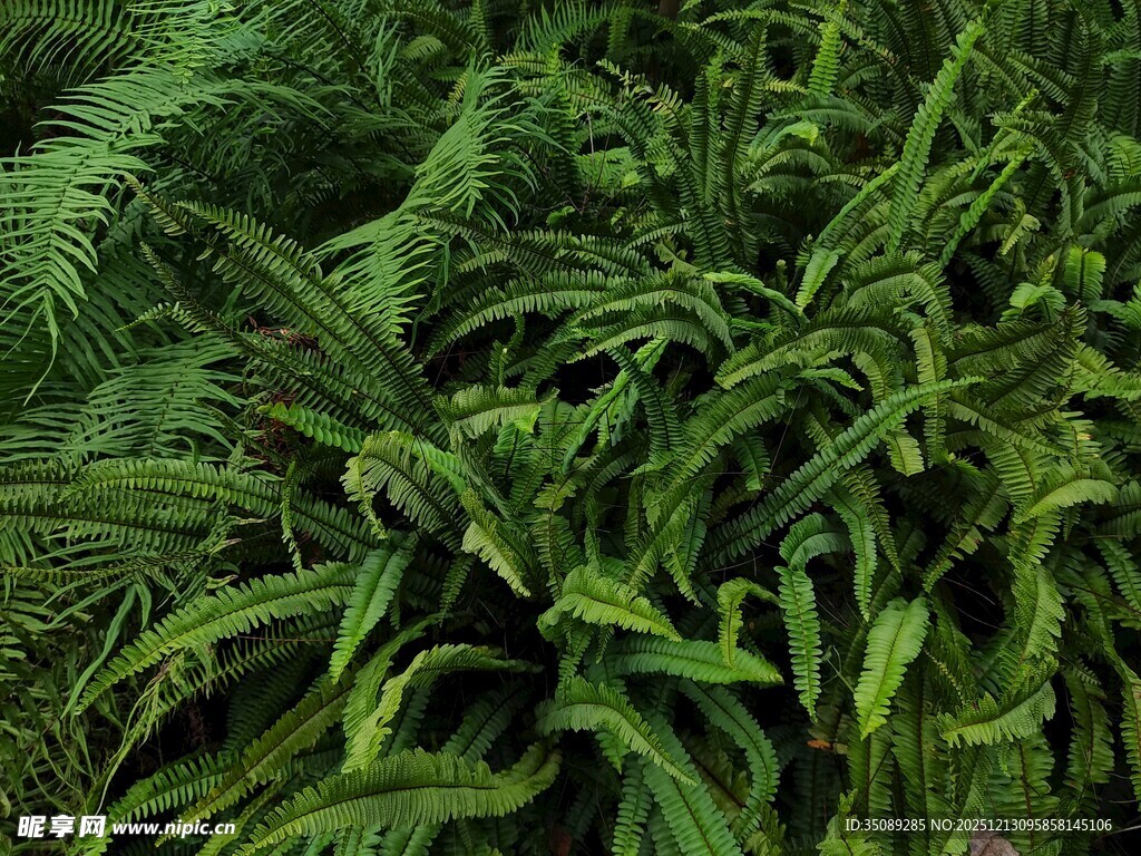茂密蕨类植物景观