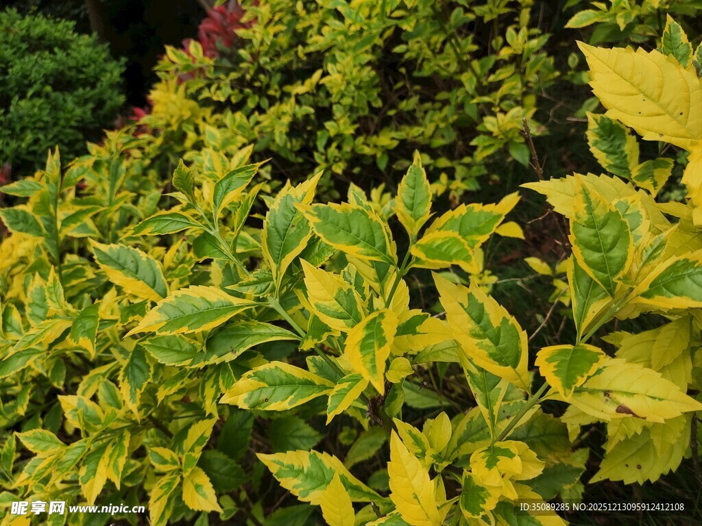 黄绿相间的斑斓植物