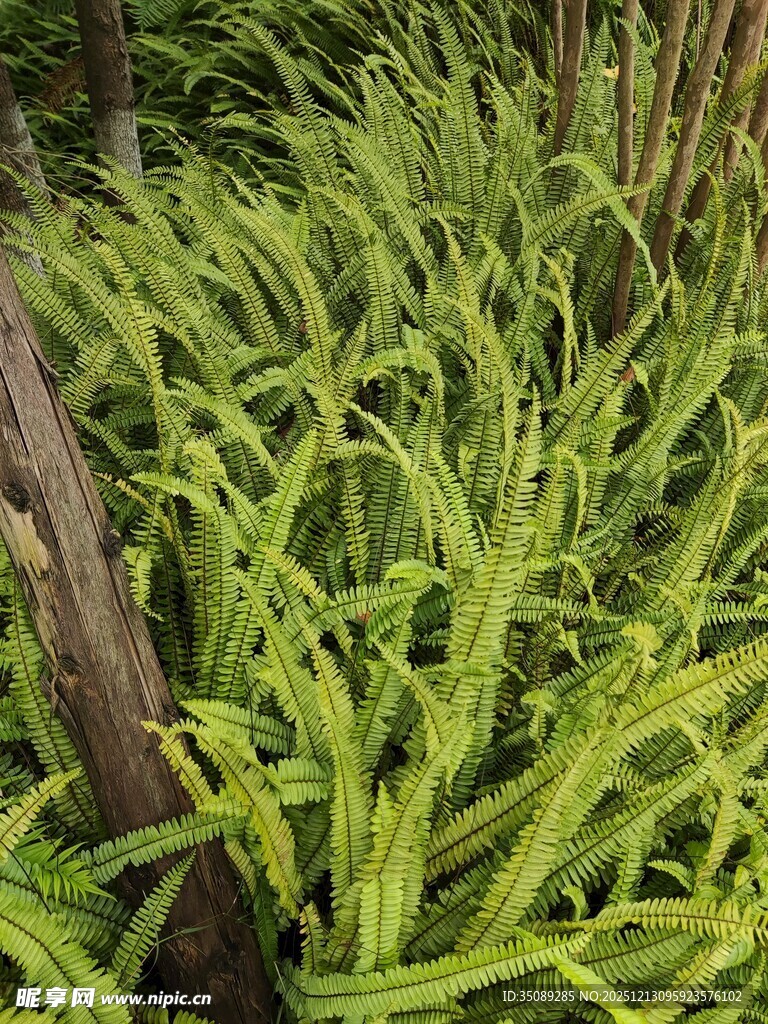 翠绿蕨类植物生机勃勃