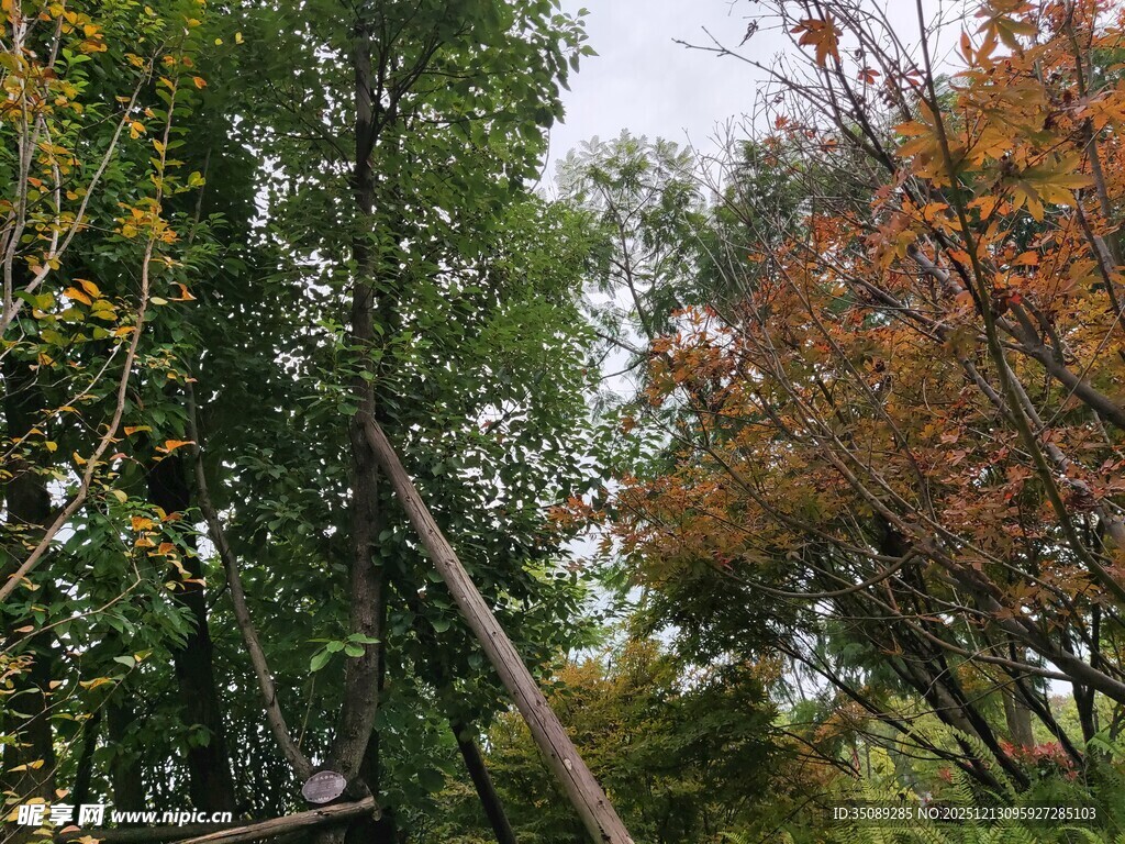 秋日林间的树木景观