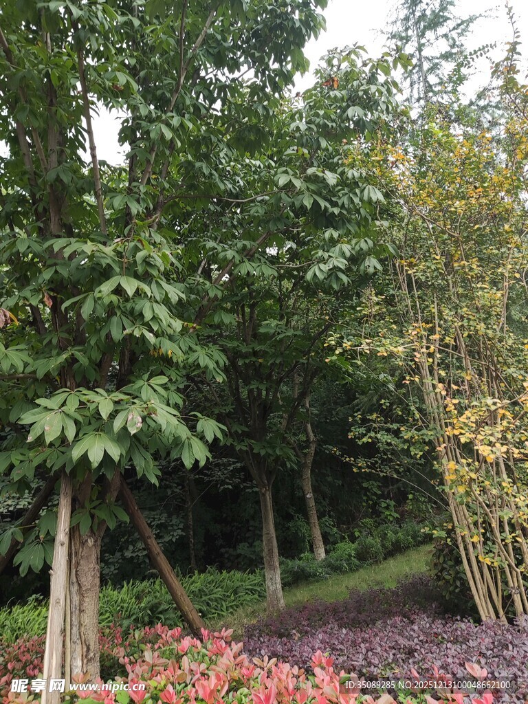 园林绿植花卉景观图