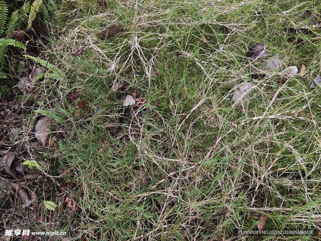 地面上的杂乱青草