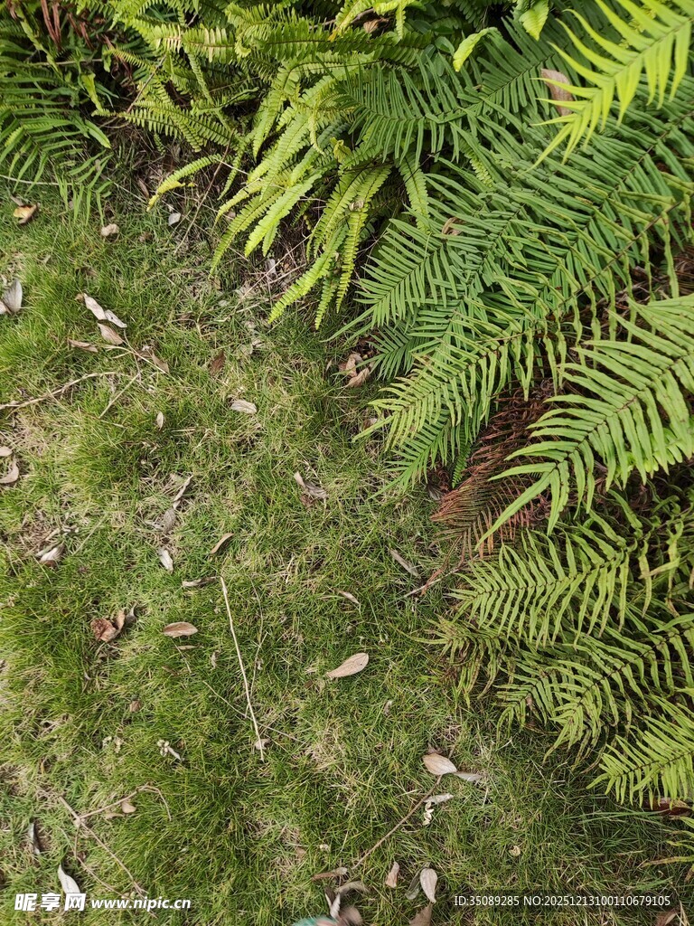 蕨类植物与地面苔藓景观