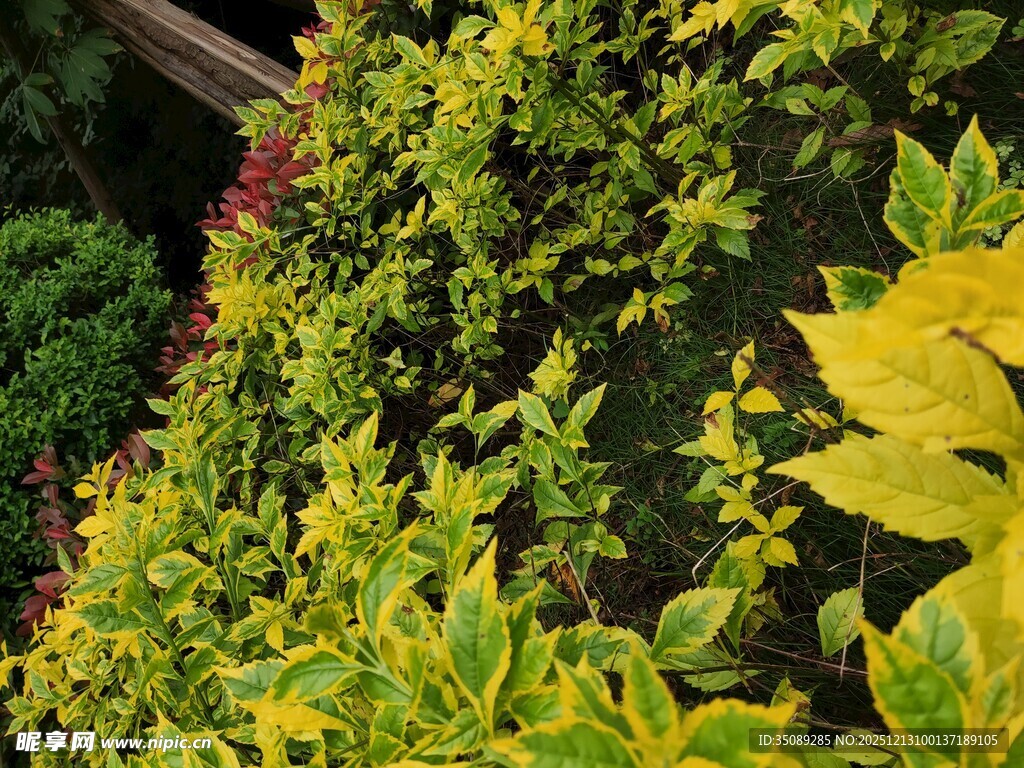 翠绿繁茂的多彩植物景观