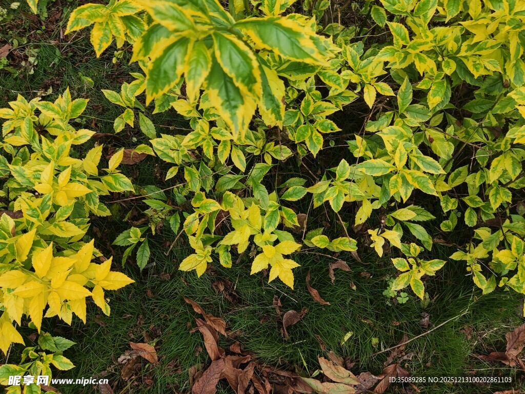 黄绿相间的多彩植物叶片