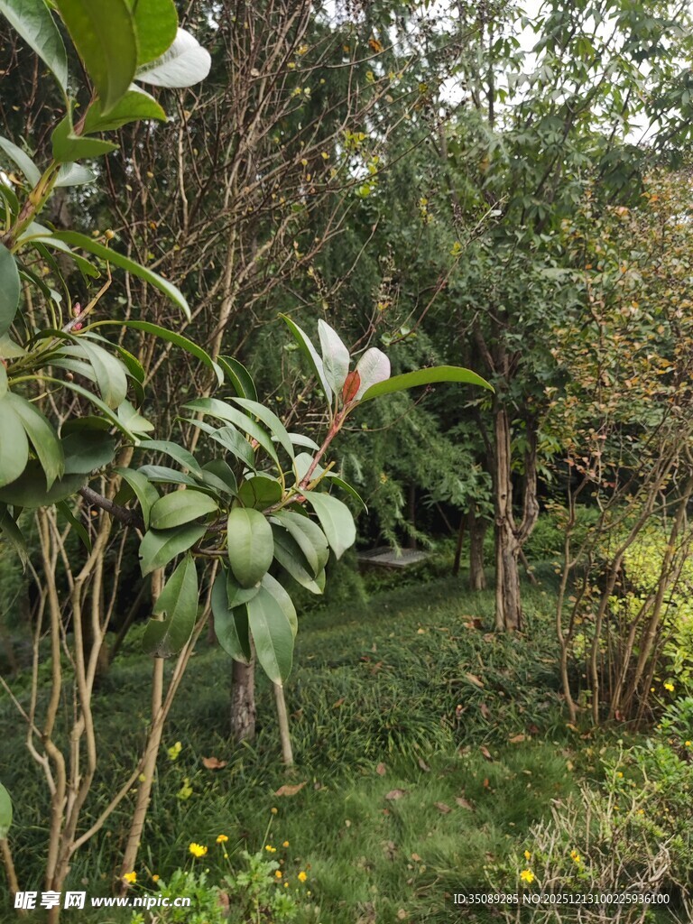 静谧绿植花园一角