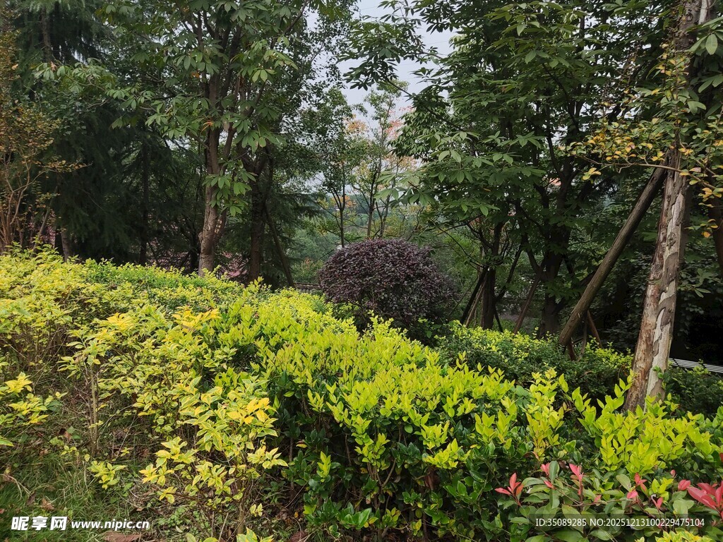 绿意盎然的林间花草景观