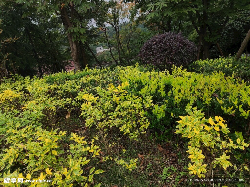繁茂绿植装点的美丽景致