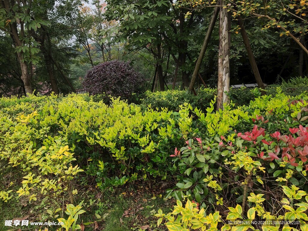 林间多彩植物景观