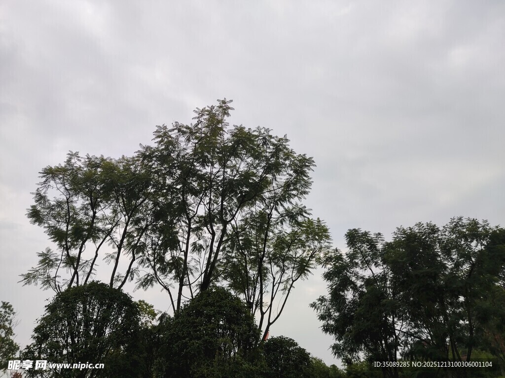 天空下的茂密树木