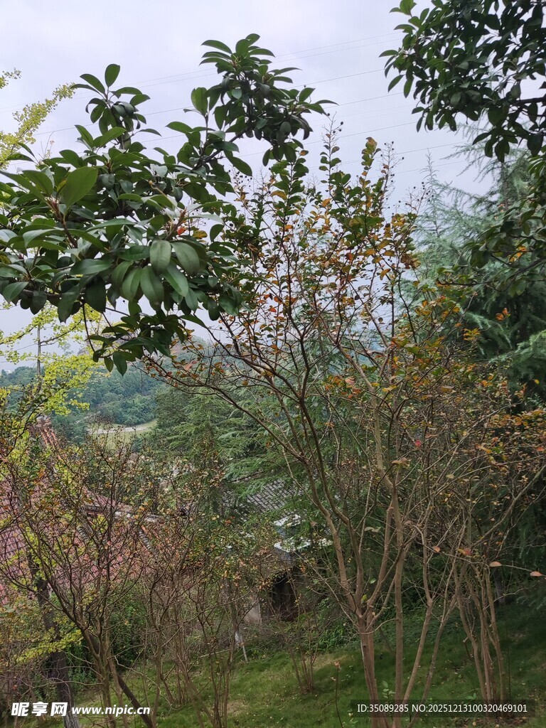 山林间繁茂的树木景观