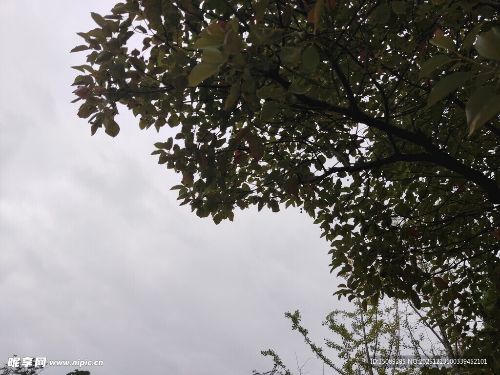 枝头绿意天空朦胧之景