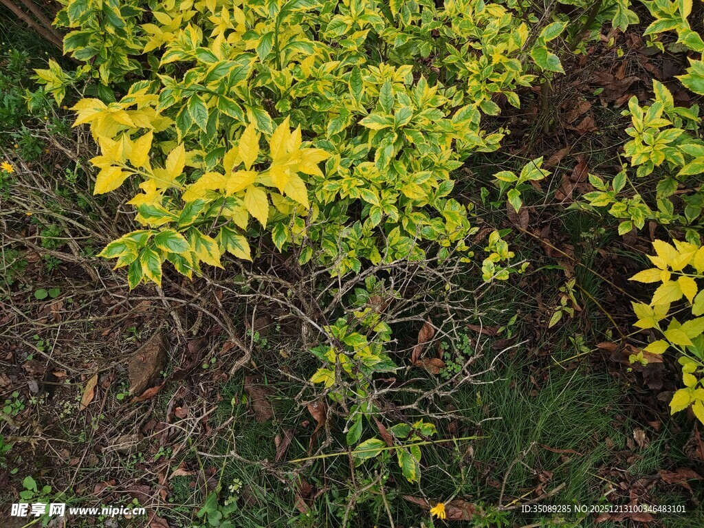 金黄叶片的翠绿植物
