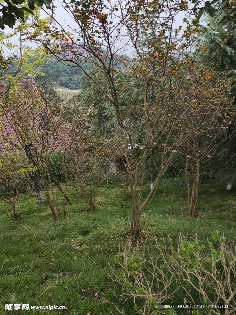 春日桃林绿意盎然