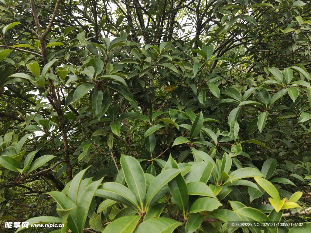 繁茂绿叶植物景观