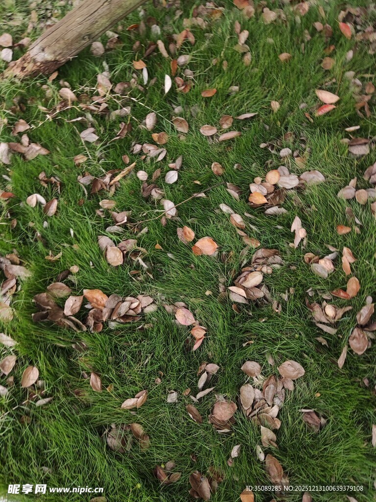 草地上的落叶
