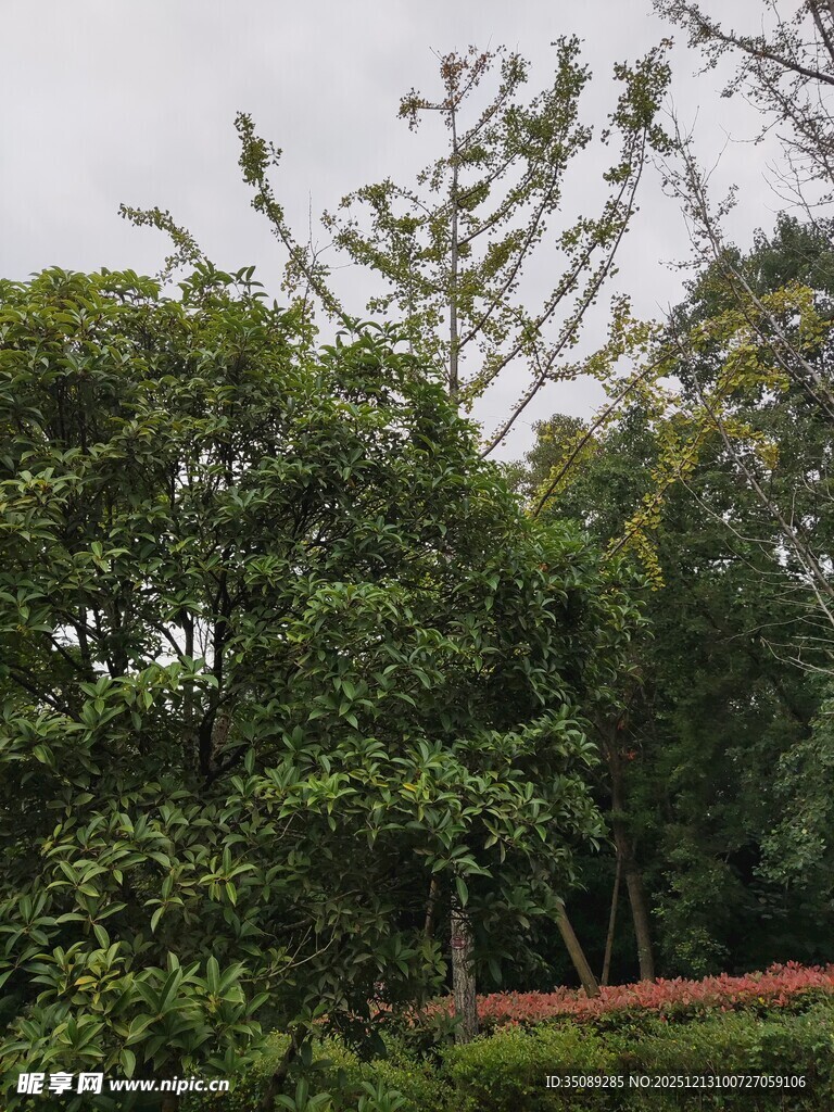 繁茂绿树自然清新景致