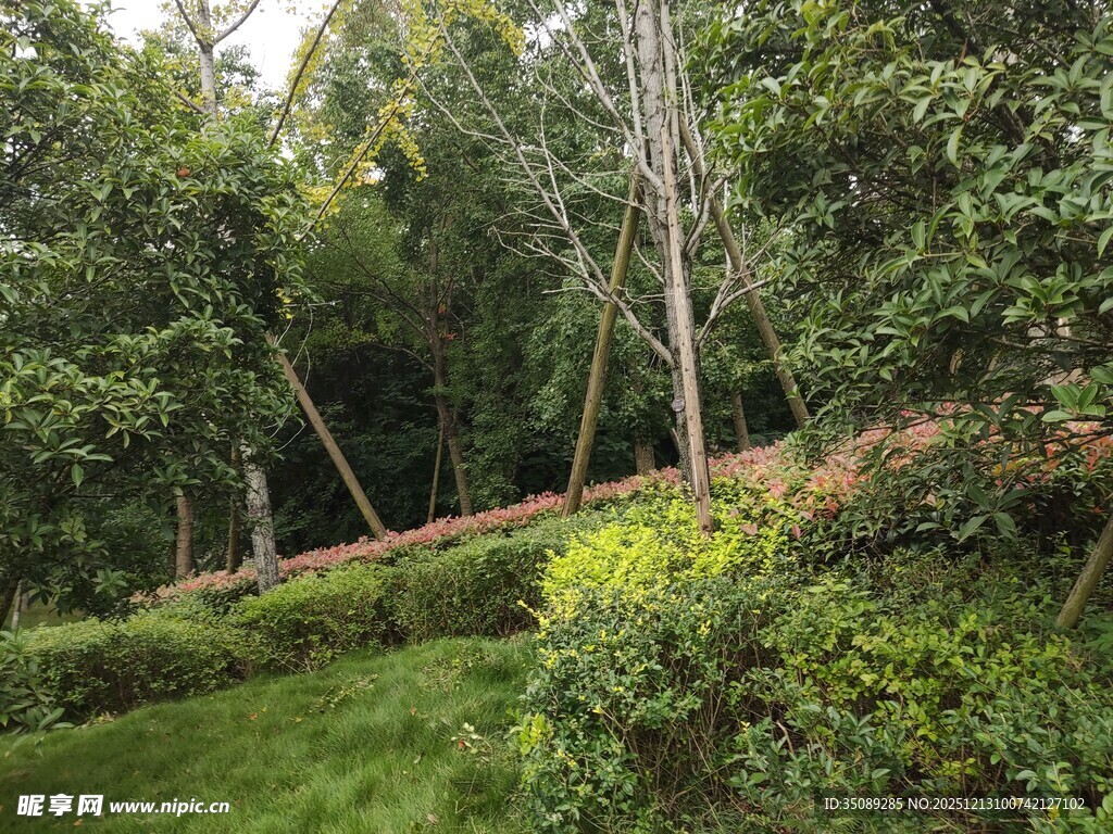 绿意盎然的林间景致