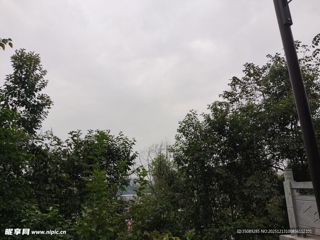 阴天树林中的电线杆