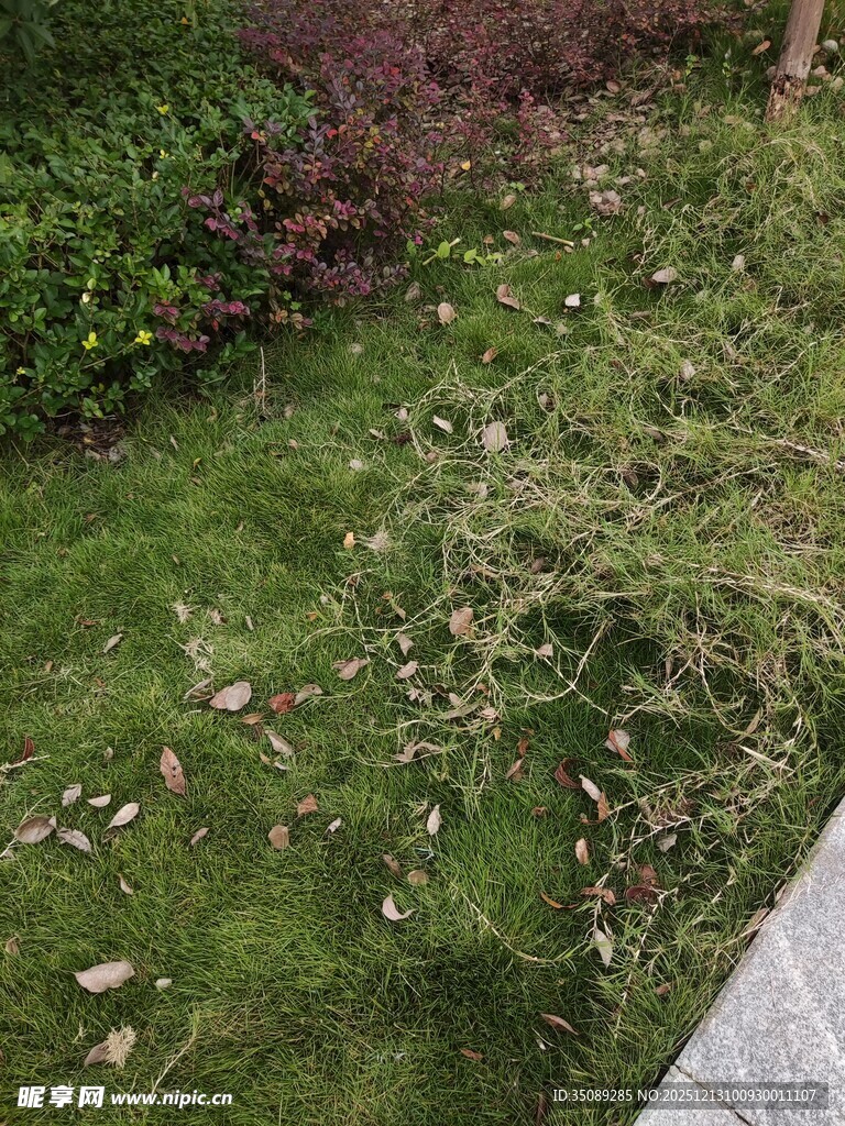 庭院绿植景观一角