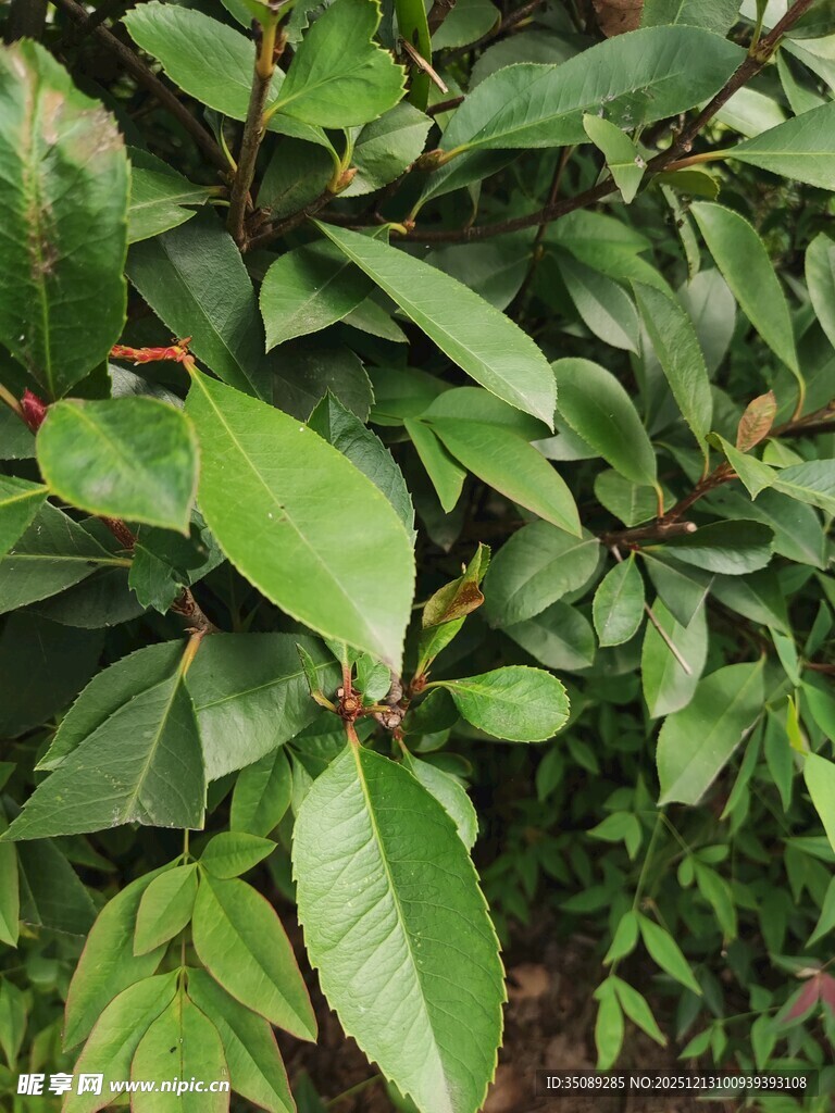 翠绿枝叶植物特写