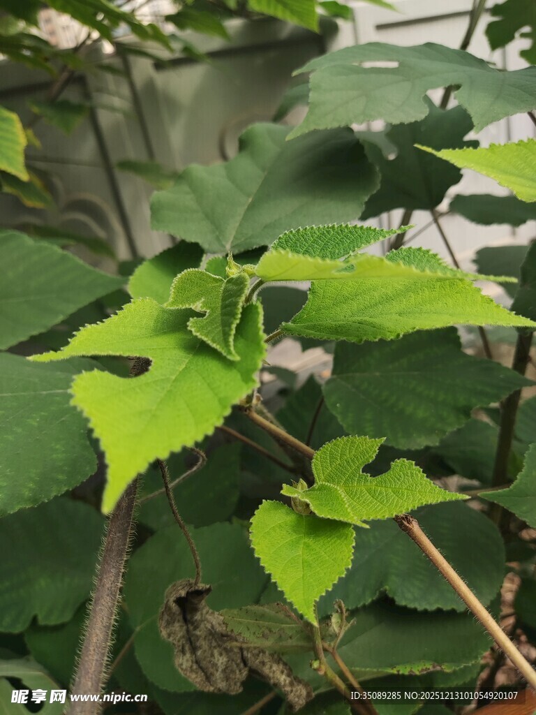 嫩绿叶片植物特写