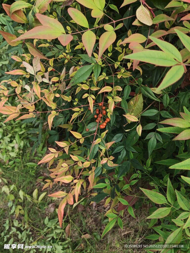 多彩叶片植物景观