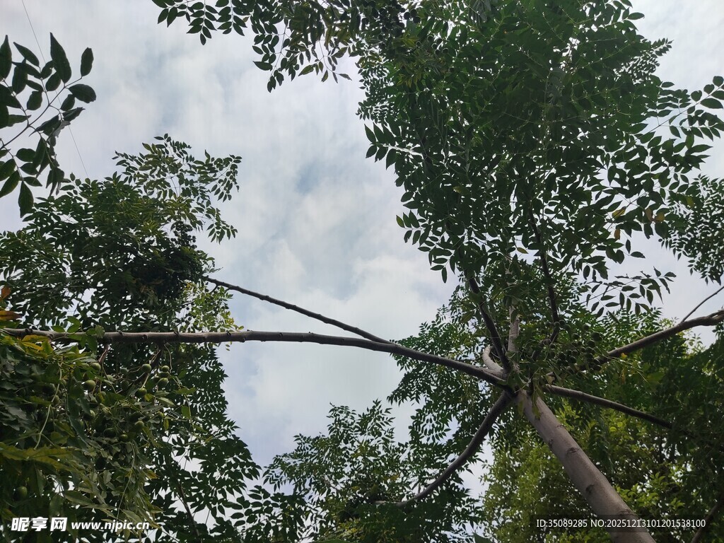 仰视茂密森林中的高大树木