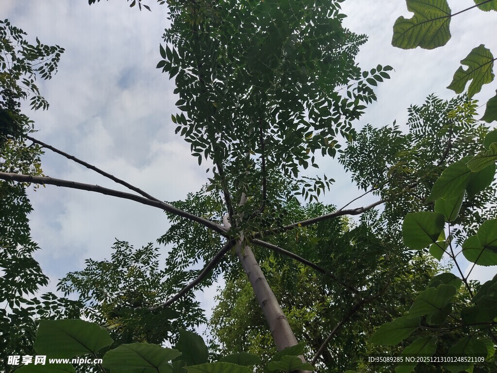 仰视茂密森林中的高大树木