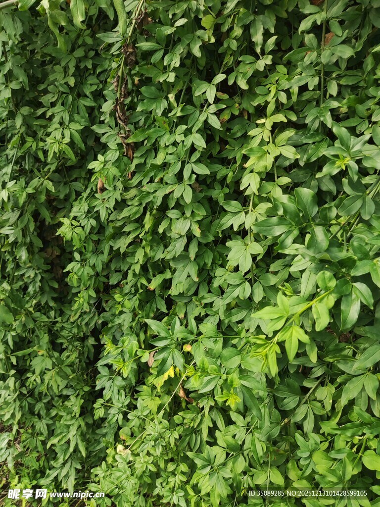 翠绿藤蔓植物墙面景观