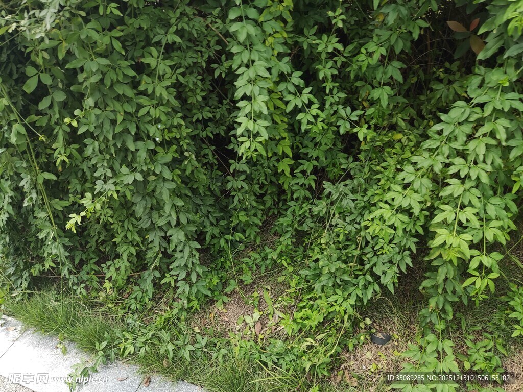 翠绿藤蔓覆盖墙面景象