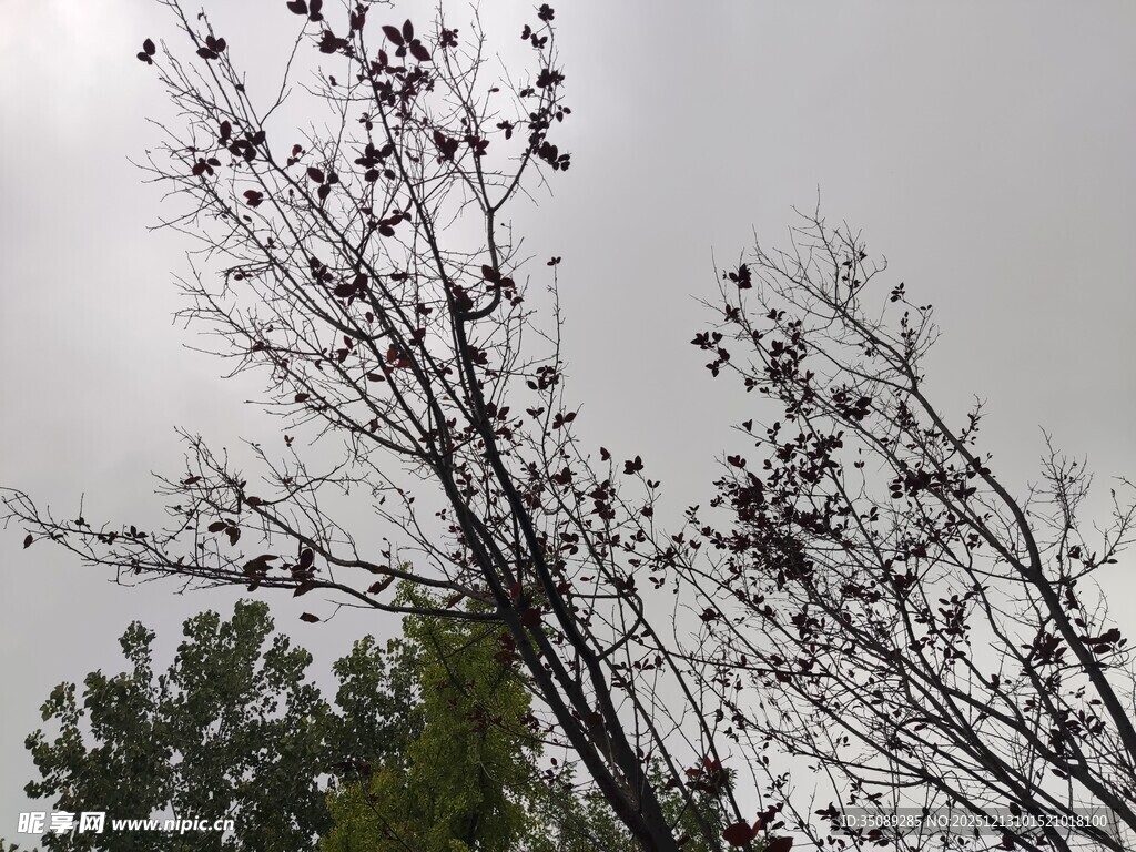 枝头鸟儿伴光秃树枝