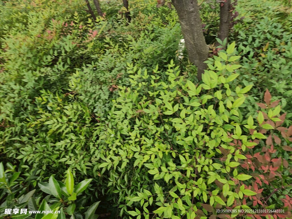 繁茂绿植景观