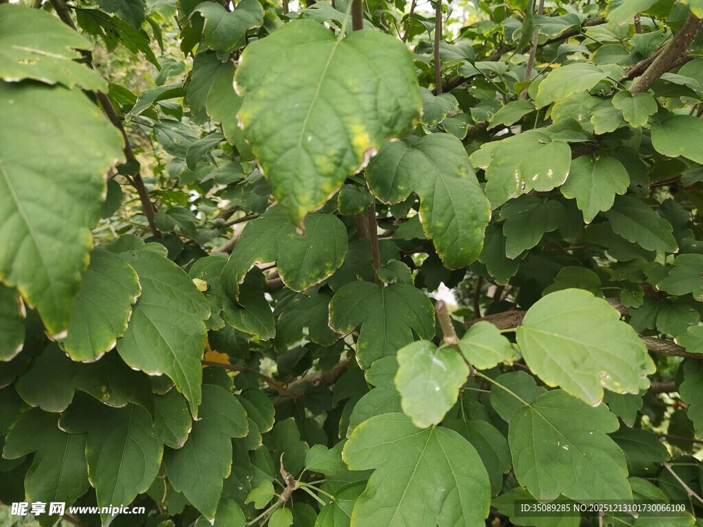 绿叶繁茂的植物景象